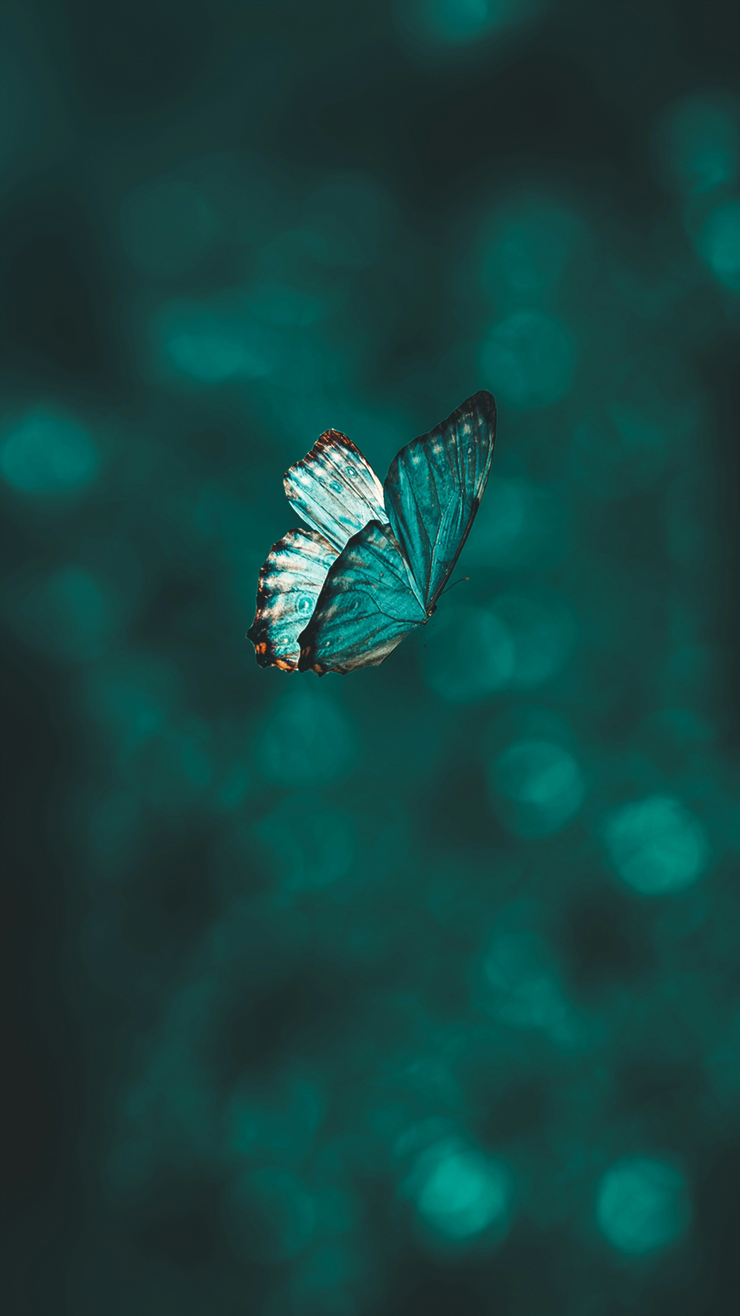 A teal butterfly in flight, a symbol of transformation and new life