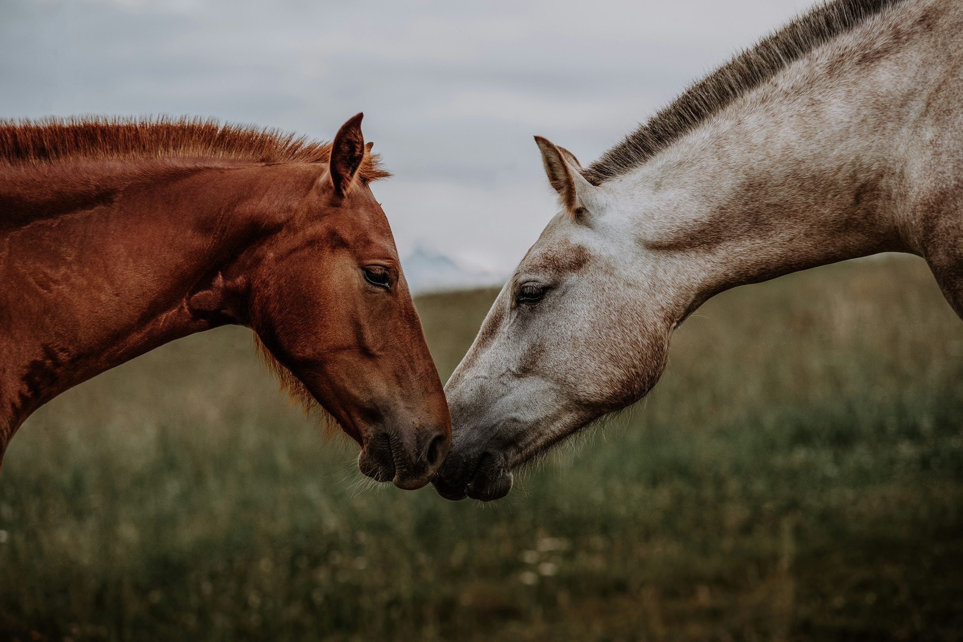 Two horses lean their heads towards each other.