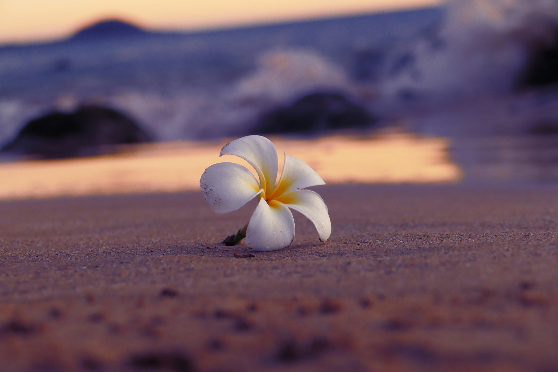 A plumeria blossom resting on the shores of Hawai'i